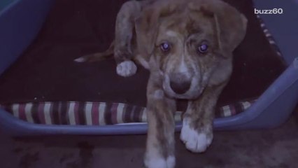 These Shelter Animals Getting Beds Will Make Your Day