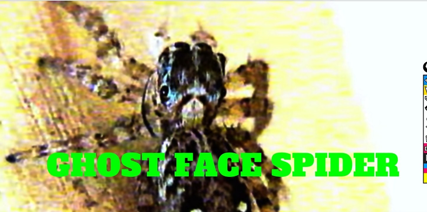 The First Footage of a Horrifying Ghost Face Indian Spider