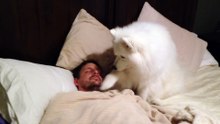 Ses amis avaient du mal à croire que son chien se chargeait de son réveil, mais quand ils voient cette vidéo, ils sont s