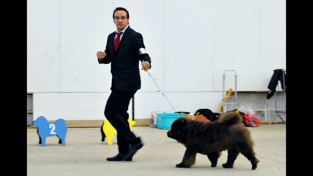 Nationale d'Elevage du Chow-chow - DIJON 2016