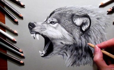 Speed Drawing of a Wolf How to Draw Time Lapse Art Video Colored Pencil Illustration Artwork Draw Realism