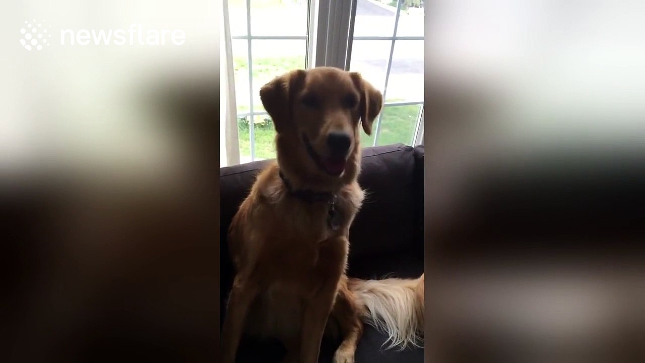 'Genius' dog knows how to do mathematics