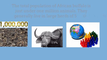 Get to Know the African Buffalo