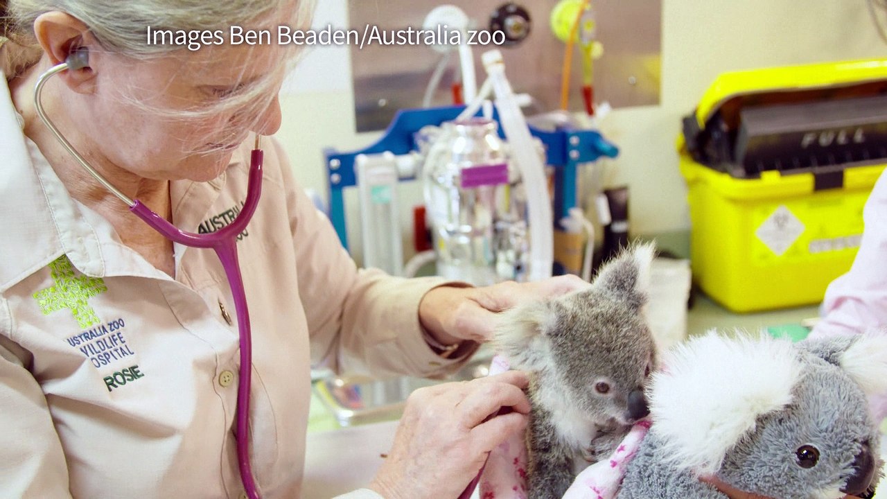 Australie: un koala orphelin se console avec une peluche