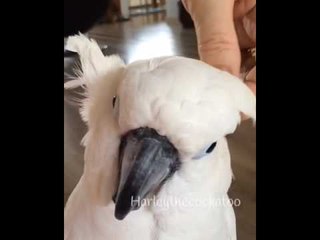 Download Video: Owner Turns Cockatoo Into an Owl With Some Creative Feather Manouvering