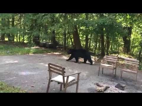 Homeowner Attempts to Scare Away Hungry Black Bear