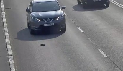 Il sauve un chaton se trouvant sur l'autoroute !