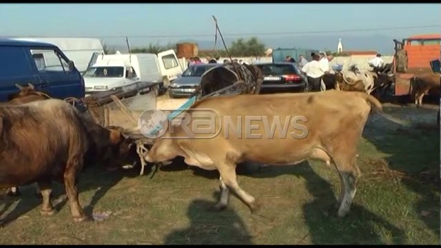 Sëmundja e gjedhit, mbyllen thertoret në Fier, apel për kujdes nga fermerët