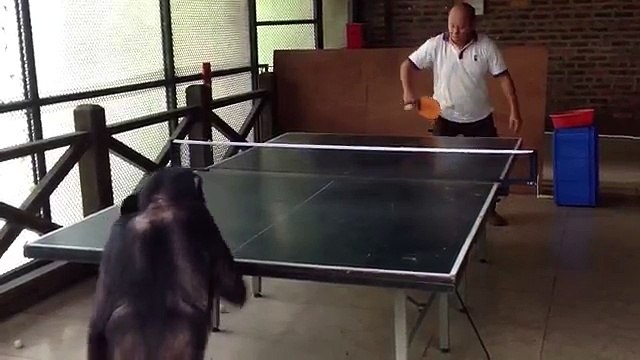 Un chimpanzé joue au ping-pong