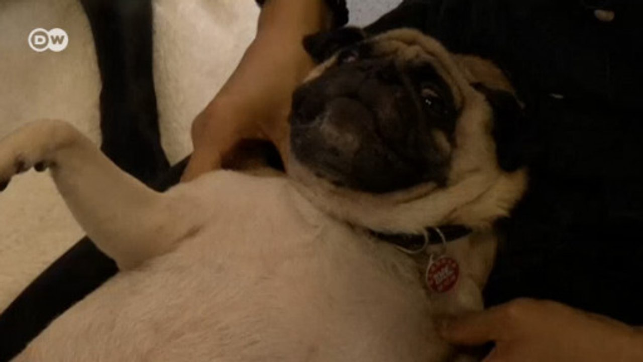 Conheça o lugar onde a massagem para cães virou mania
