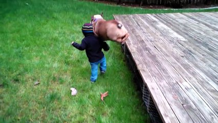 Bulldogs Are Awesome Part 2  Compilation