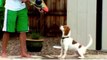 Beagles Are Awesome  Compilation