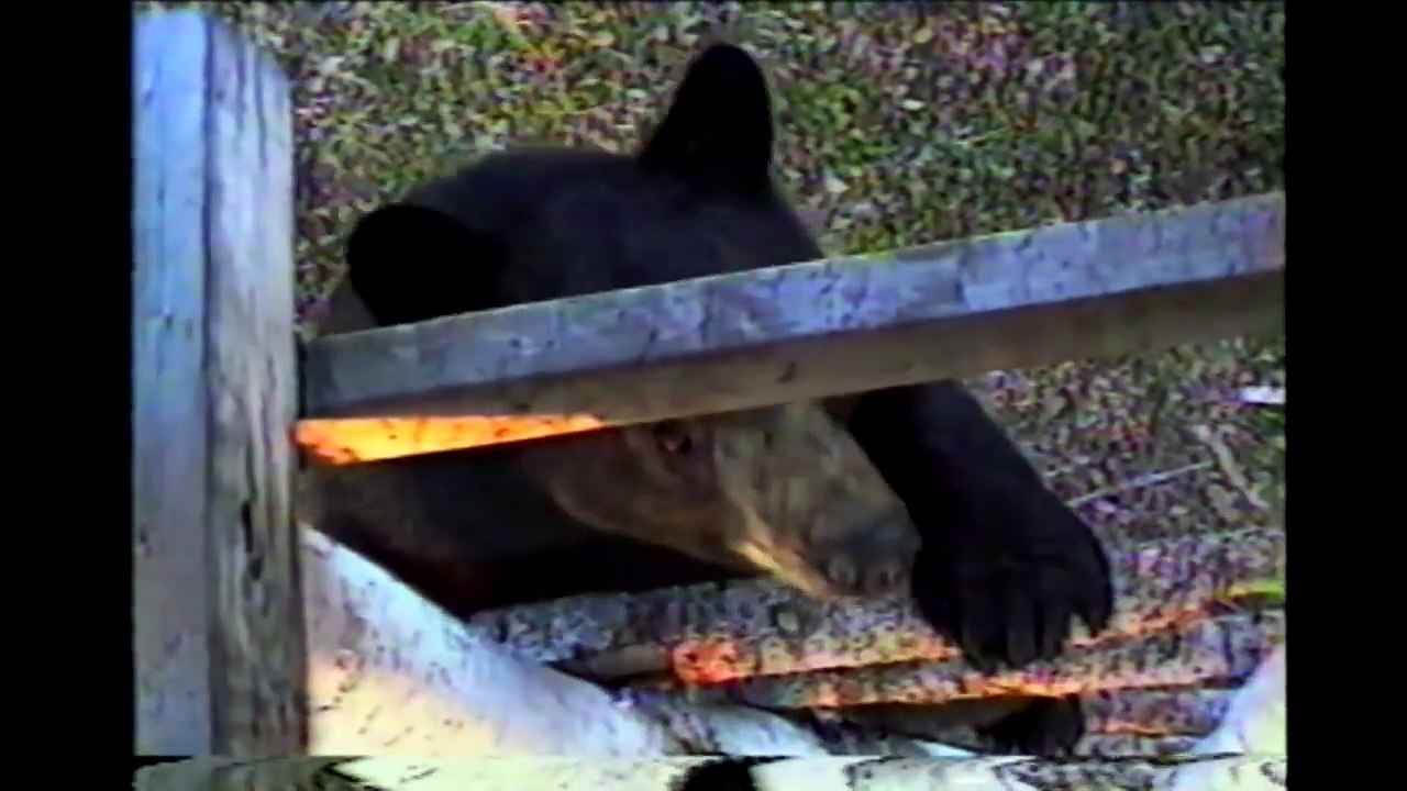 Bears Are Awesome  Compilation