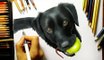 Speed Drawing of a Black Labrador Dog How to Draw Pets Time Lapse Art Video Colored Pencil Illustration Artwork Realism
