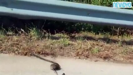 Dünya bu fedakar fareyi konuşuyor!