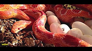 Amazing Snakes Reproducing Video  Snakes Laying Eggs Caught On Camera