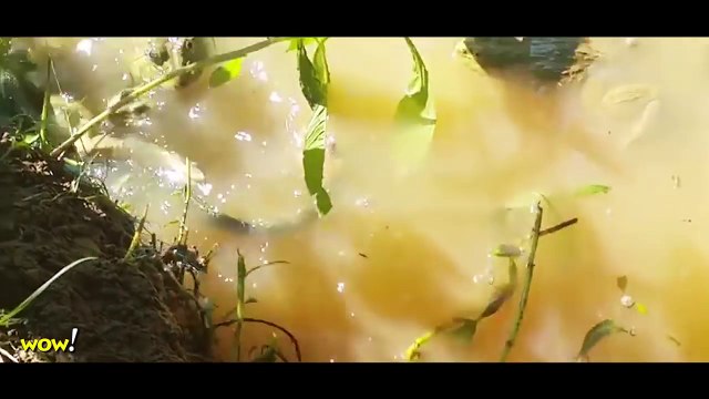 Frog eats Snake UNBELIEVABLE! Most Amazing Wild Animal Attacks #37 Craziest Animal Fights - WOW