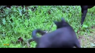 Giant Anaconda Snake vs Dog - Real Fight  Most Amazing Wild Animal Attacks #34
