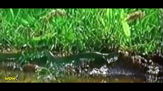 Giant Frog EATS Snake REAL #2  Most Amazing Wild Animal Attacks  Craziest Animal Fights - WOW