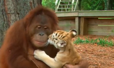 Des bébés tigres se font cajoler par un orang-outan !