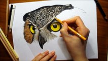 Speed Drawing of an Owl How to Draw Time Lapse Art Video Colored Pencil Illustration Artwork Draw Realism