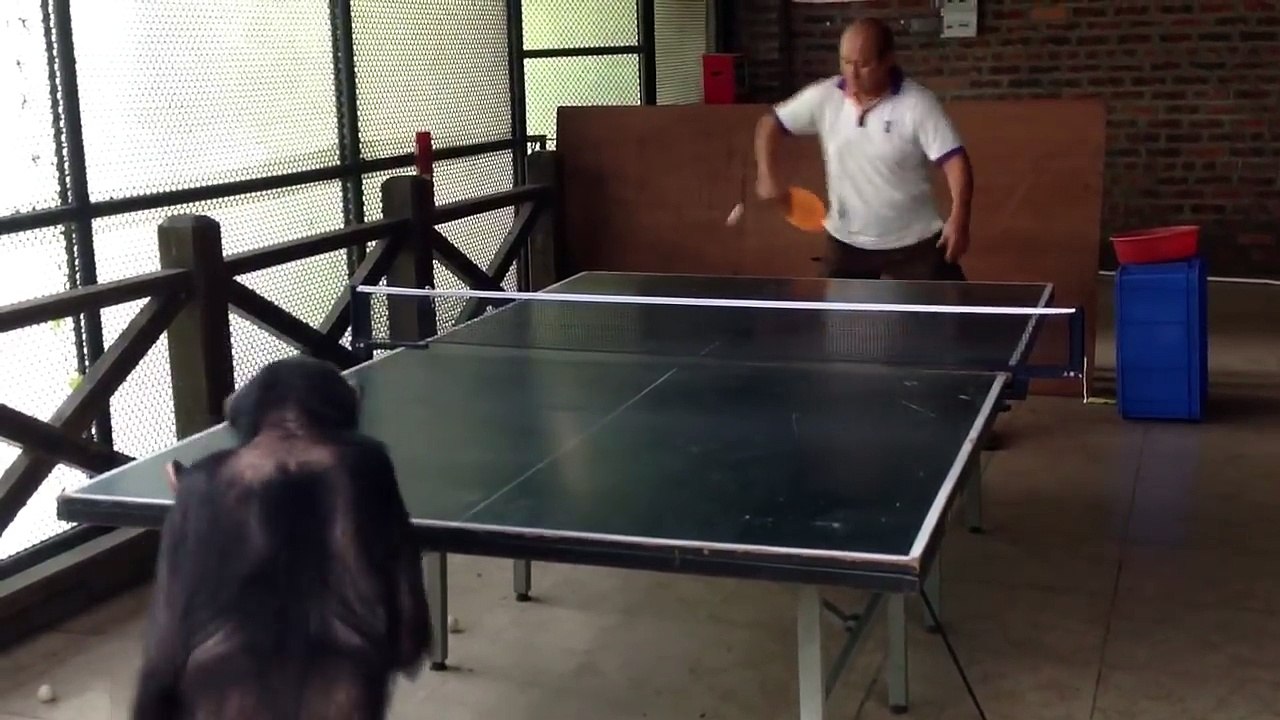 Incroyable, un singe joue au ping-pong contre un humain