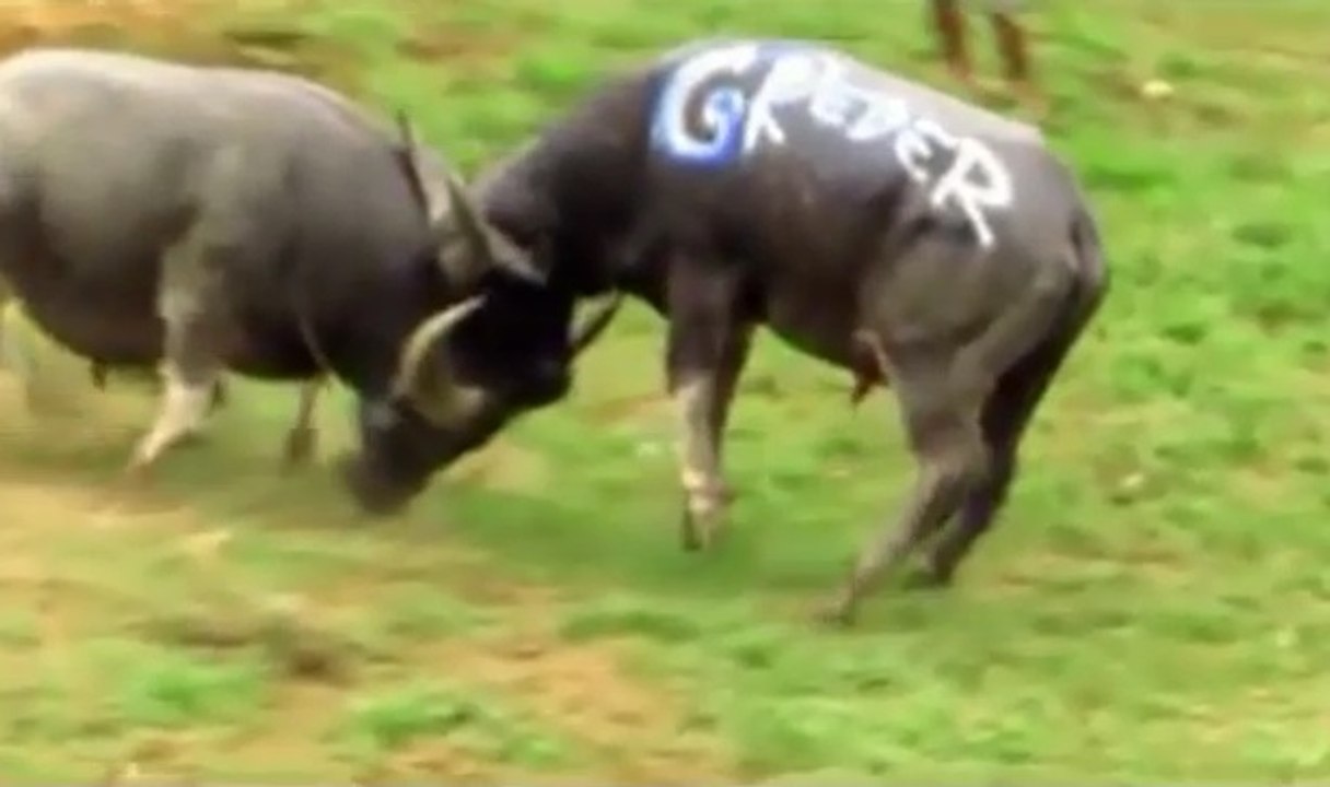 Most Amazing Buffalo Fight
