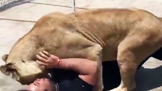 friendship between Lion and humans