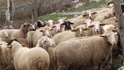 Antraksi, vaksinimi pasi shfaqet. ISHP: Ka mungesë koordinimi - Top Channel Albania - News - Lajme