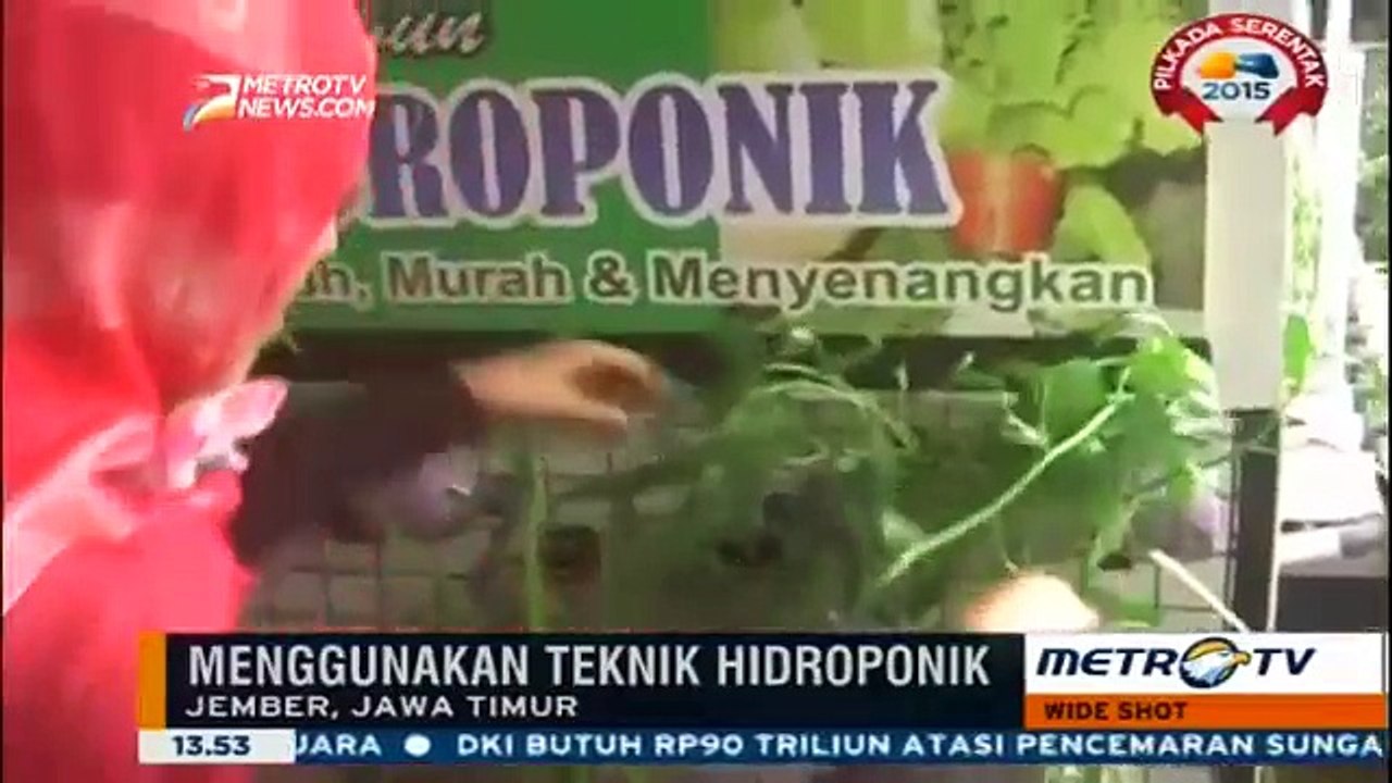 Keuntungan Hingga Puluhan Juta Rupiah dengan Hidroponik