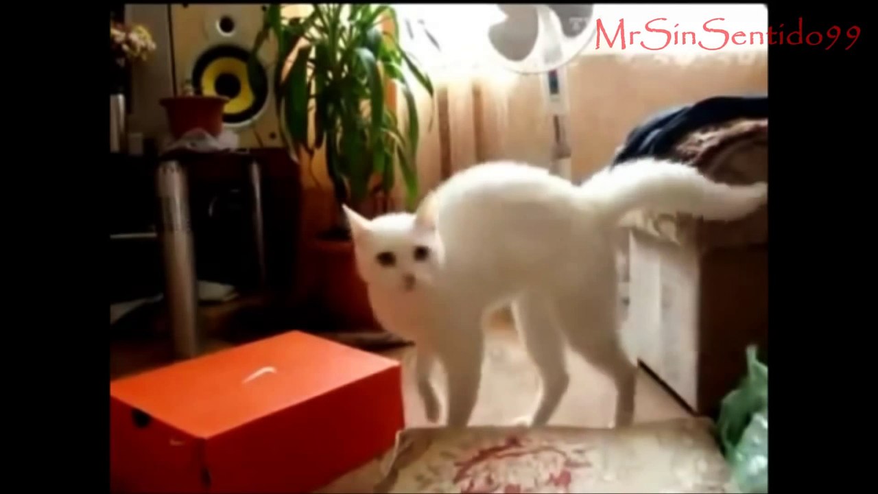 Gatos chistosos (Funny Cats) Compilation 2013