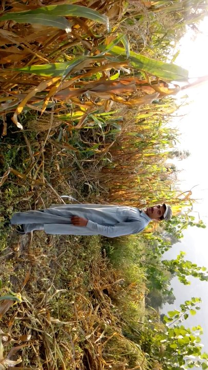 jwar cutting in bhai kalay