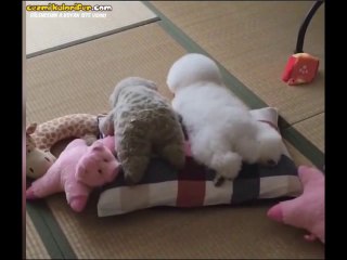 Peluş Oyunacak Kıvamındaki Köpek