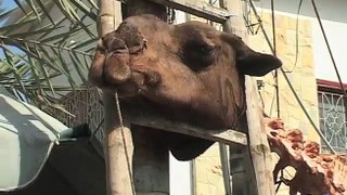 Butcher displays camel skeleton in Karachi