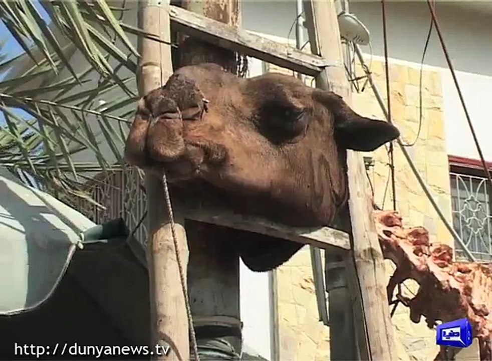 Butcher displays camel skeleton in Karachi