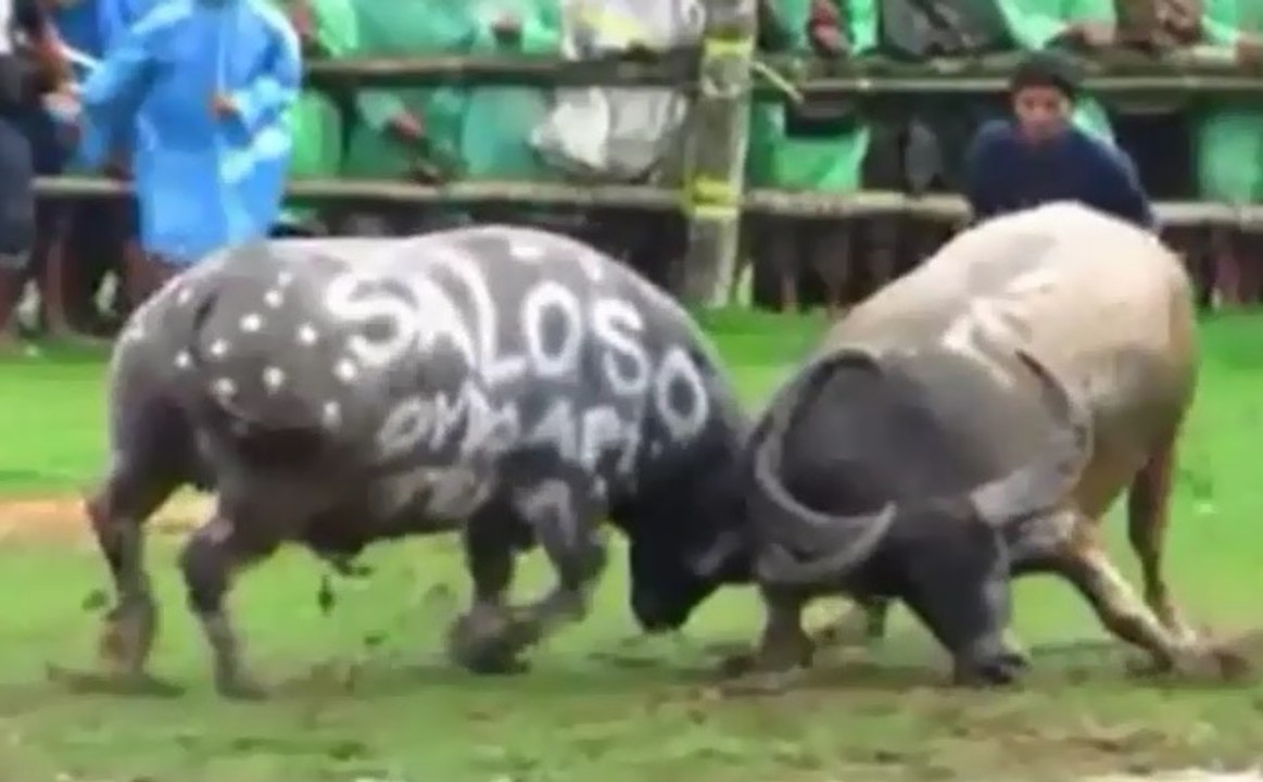 Most Awesome Buffalo Fights