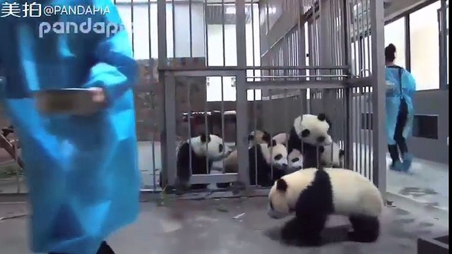 Cận cảnh một bữa cho đàn gấu trúc ăn