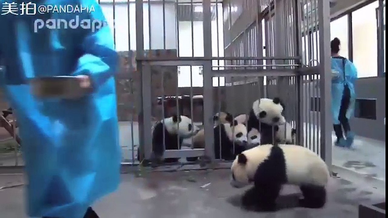 Cận cảnh một bữa cho đàn gấu trúc ăn