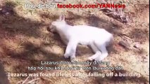 Hành trình tìm lại sự sống của chú mèo bị rơi từ trên lầu xuống đất