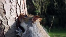 Squirrel - Ultra High Definition Video HD