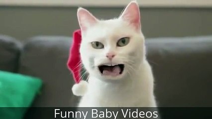 Funniest Cat Ever That Will Make You Laugh or Grin