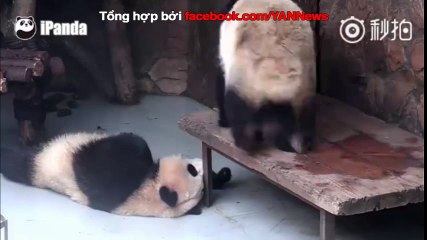 Gấu trúc chơi lầy ị lên mặt bạn