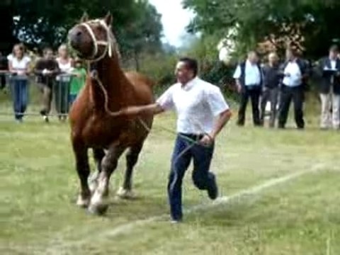 étalons comtois concours beauté allure