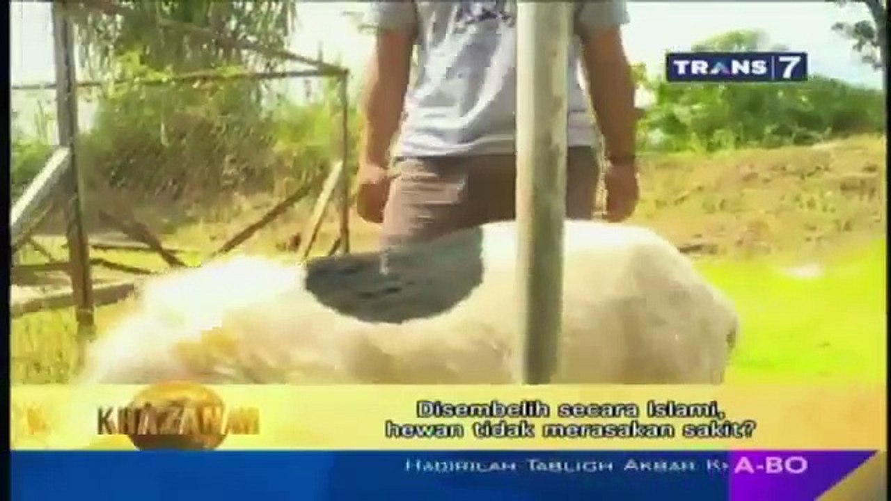 DISEMBELIH Secara ISLAMI, Hewan Tidak Akan Merasakan SAKIT ? ~ Khazanah FULL 19 September 2016