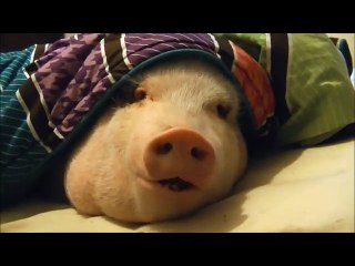 Scent of a Cookie Wakes Sleeping Pig