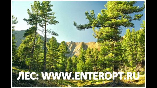 ᐉ +7923538777О ЗВОНИ | ЛЕС СОСНА КУПИТЬ КРУГЛЯК ЦЕНА КЕДР? ПРОДАМ АЛТАЙ ЭКСПОРТ ЛЕС КЕДР СОСНА СКОЛЬКО СТОИТ 1 КУБ КУПЛЯ ЛЕСА ОПТОМ