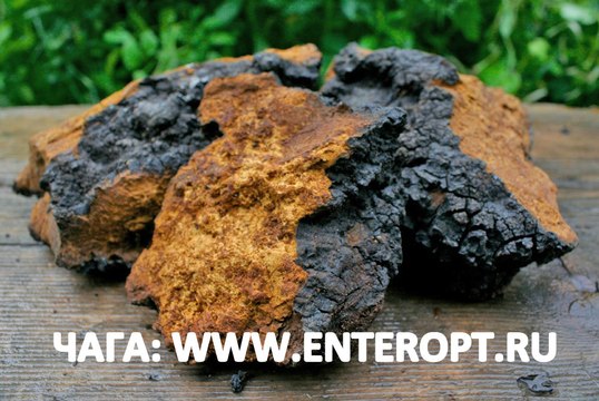☎ +79235387770 ОПТОМ КУПИТЬ ЧАГУ ЦЕНА Лицензия Гриб Чага Экспорт Куплю Гриб Чага Продам Берёзовая Чага Сколько Стоит Продажа Гриб Чаги