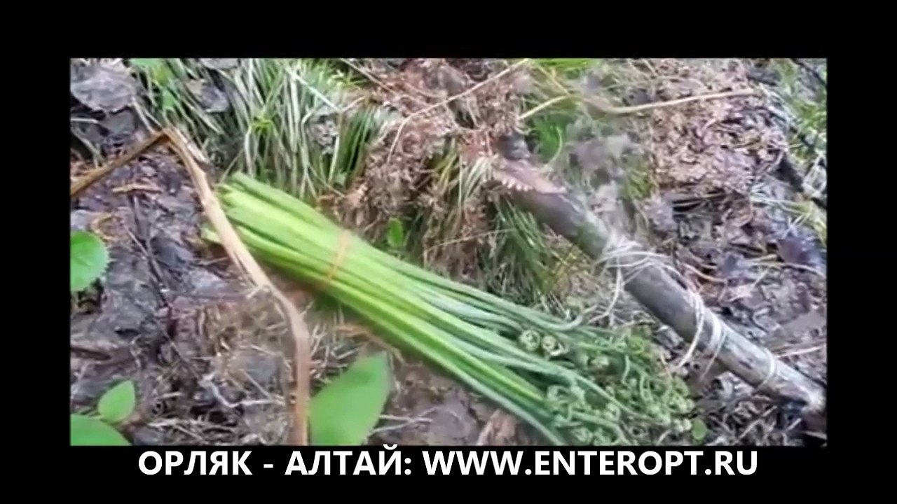 Папоротник Алтай