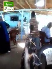 COCA COLA PILADE BY BAKRA . BAKRA GONE WILD . HAHAHA MUST WATCH GUYZ