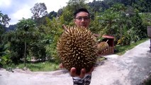 Fresh Durian @ Balik Pulau Penang , 槟城浮罗山背吃新鲜榴莲 猫山王